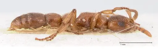 Lioponera singaporensis - FOCOL0808