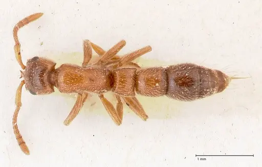 Lioponera singaporensis - FOCOL0809