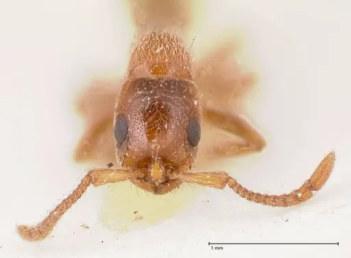 Lioponera singaporensis - FOCOL0809