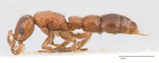 Lioponera singaporensis - FOCOL0809