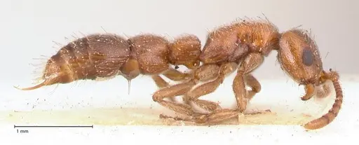 Lioponera singaporensis - FOCOL0809