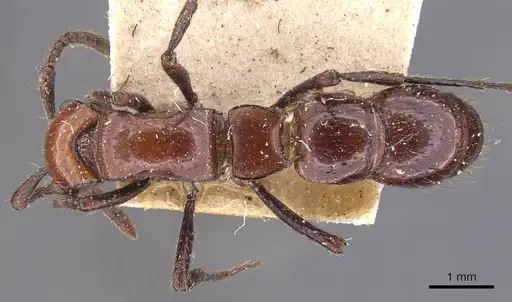 Lioponera singularis specimen