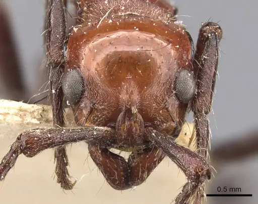 Lioponera singularis specimen