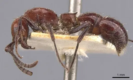 Lioponera singularis specimen