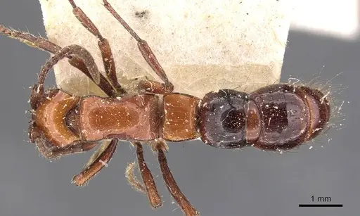 Lioponera singularis - CASENT0907065