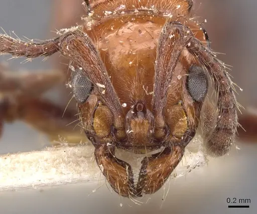 Lioponera singularis - CASENT0907065