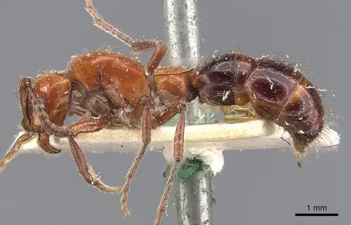 Lioponera singularis - CASENT0907065