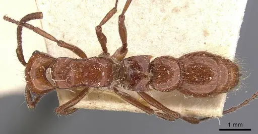 Lioponera sjostedti specimen