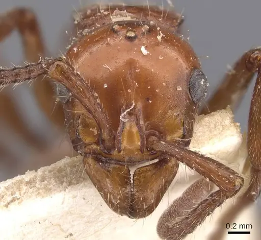 Lioponera sjostedti specimen