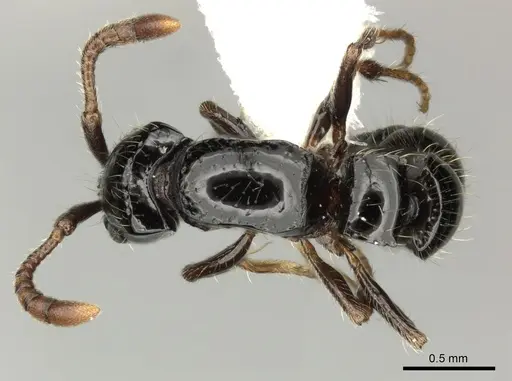 Lioponera turneri specimen