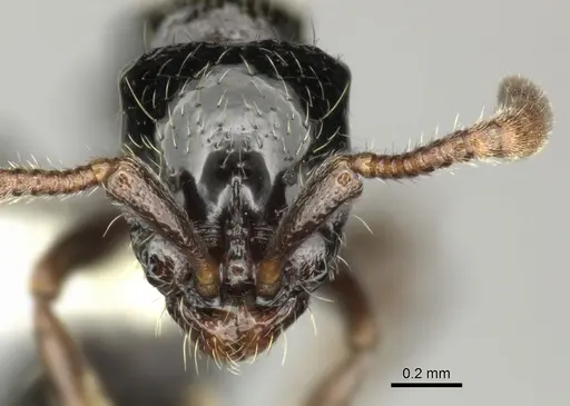 Lioponera turneri specimen