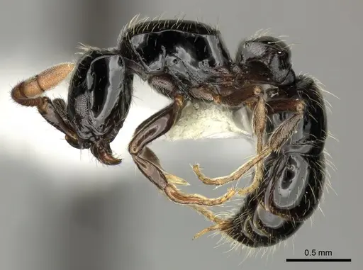 Lioponera turneri specimen