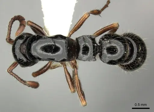 Lioponera turneri - CASENT0249305