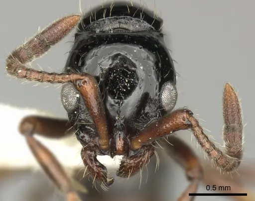 Lioponera turneri - CASENT0249305