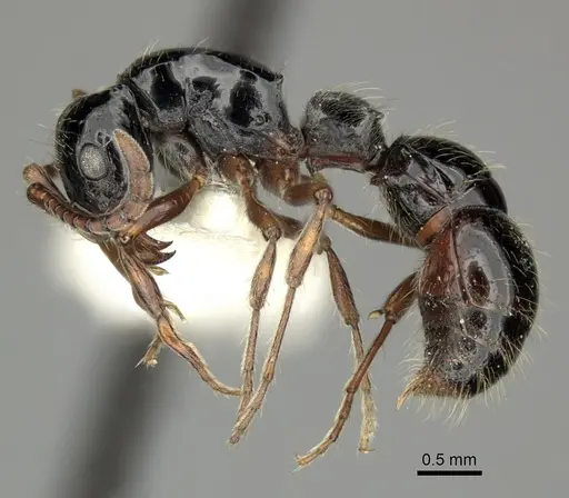 Lioponera turneri - CASENT0249305