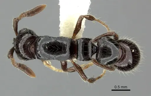 Lioponera turneri - CASENT0249306