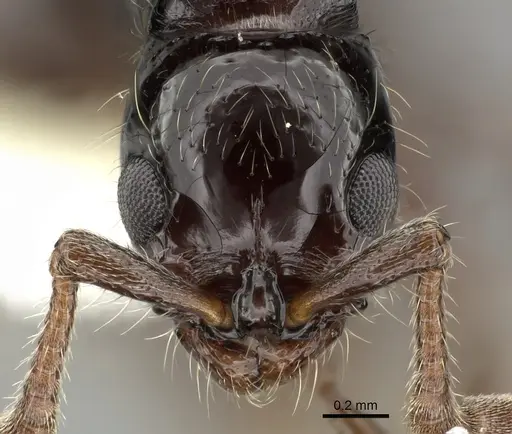 Lioponera turneri - CASENT0249306