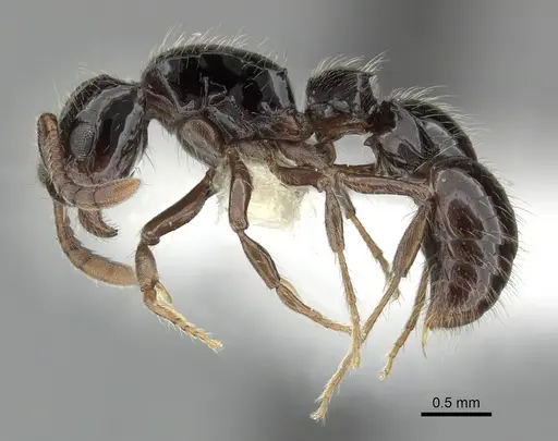 Lioponera turneri - CASENT0249306