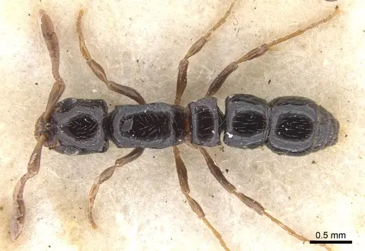 Lioponera turneri - CASENT0902762