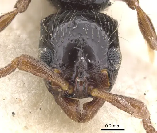 Lioponera turneri - CASENT0902762