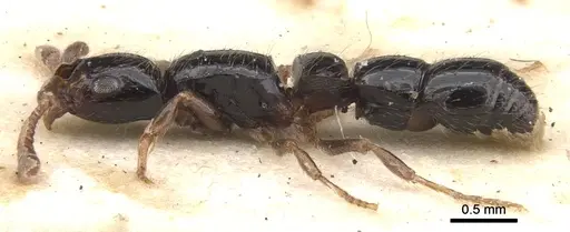 Lioponera turneri - CASENT0902762