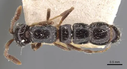 Lioponera turneri - CASENT0907067