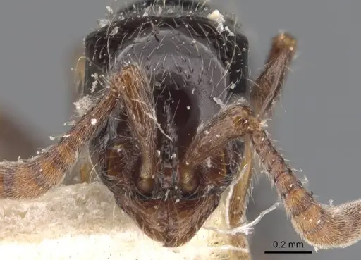 Lioponera turneri - CASENT0907067