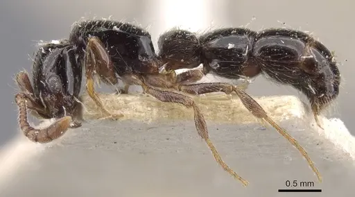 Lioponera turneri - CASENT0907067