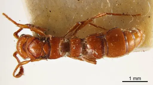 Lioponera varians specimen