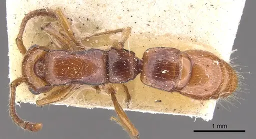 Lioponera varians - CASENT0902758