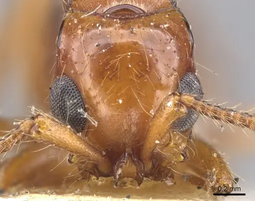 Lioponera varians - CASENT0902758