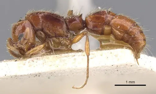 Lioponera varians - CASENT0902758