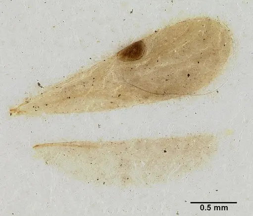 Lioponera versicolor specimen