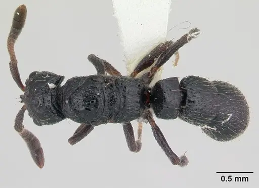 Lioponera vespula specimen