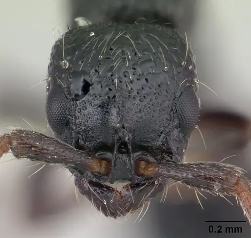 Lioponera vespula specimen