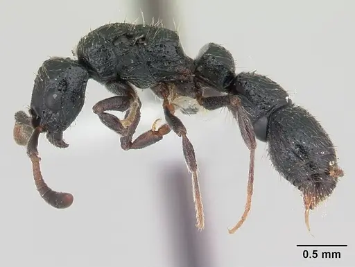 Lioponera vespula specimen