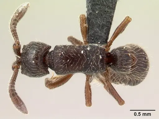Lividopone livida specimen