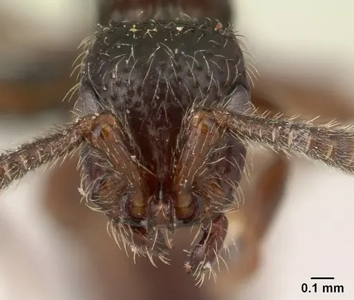 Lividopone livida specimen