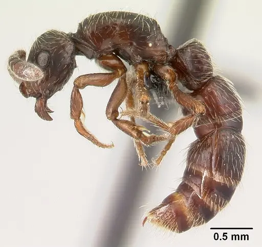 Lividopone livida specimen