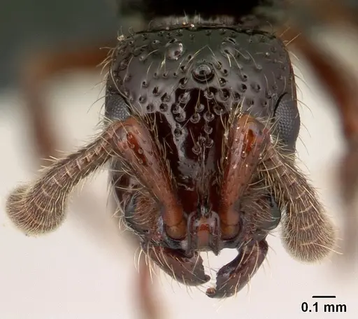 Lividopone livida - CASENT0150747