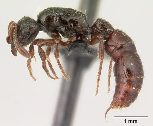 Lividopone livida - CASENT0150747