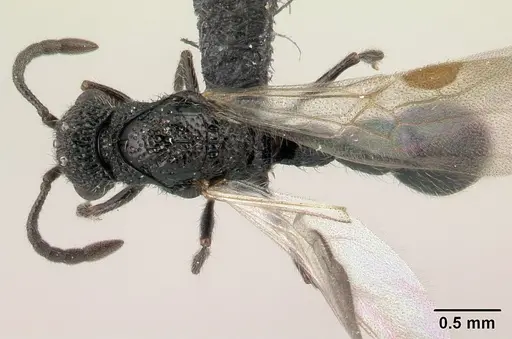 Lividopone livida - CASENT0152180