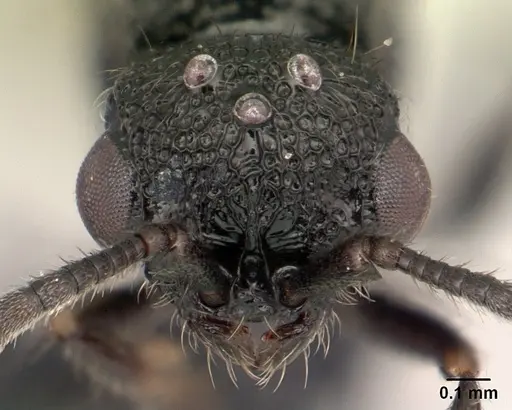 Lividopone livida - CASENT0152180