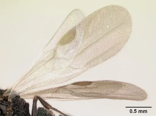 Lividopone livida - CASENT0152180