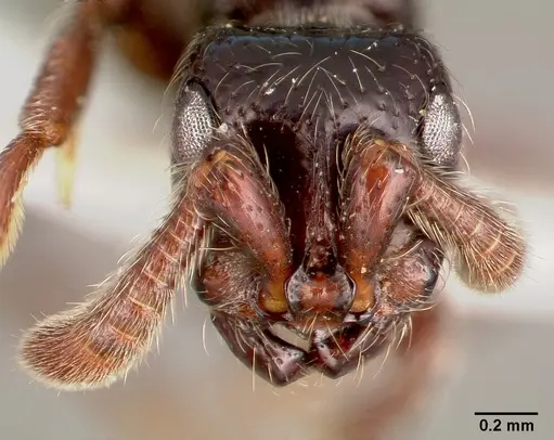 Lividopone livida - MCZTYPE34810