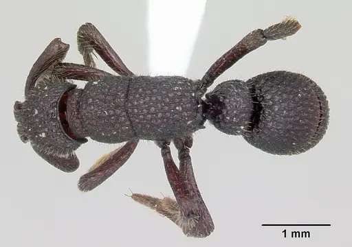 Loboponera basalis specimen