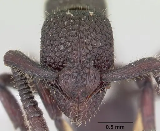 Loboponera basalis specimen