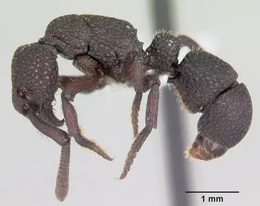 Loboponera basalis specimen