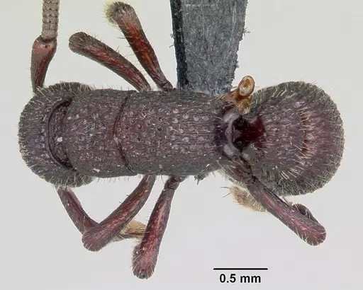 Loboponera basalis - CASENT0004608