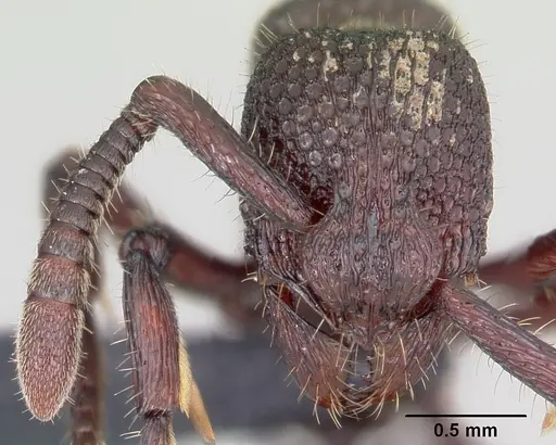 Loboponera basalis - CASENT0004608